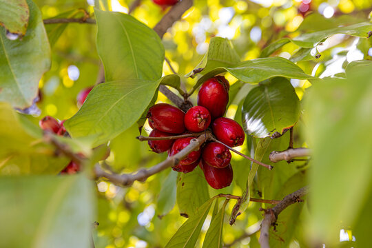 Ripe red wax apples Malay apples growing on tree branch in tropical garden
