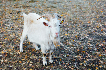 white goat on farm with ear tag, close-up view