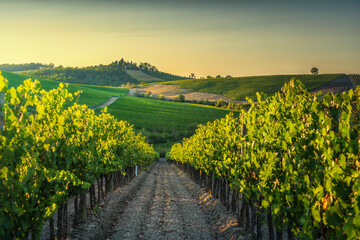 Fototapeta premium Golden Hour Vineyard Rows in Castellina in Chianti, Tuscany, Italy