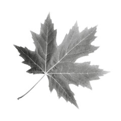 Halftone maple leaf illustration with bold texture and detailed veins, perfect for print, design, or Canadian-themed projects.