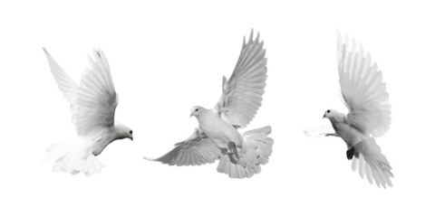 Three white doves in flight, halftone style on white background. Symbol of peace, freedom, and grace.