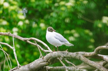 A seagull stands elegantly on a tree branch, surrounded by lush green leaves and soft sunlight filtering through. The scene captures nature's tranquil beauty
