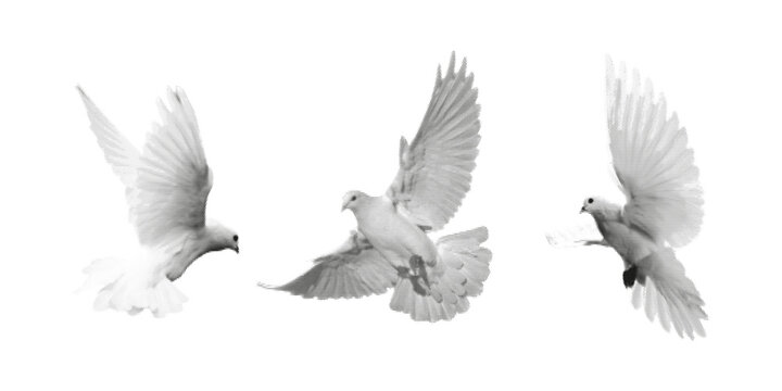 Three white doves in flight, halftone style on white background. Symbol of peace, freedom, and grace.