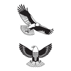Fototapeta premium Vector illustration of an eagle