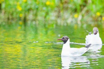 Two gulls float serenely on the water, surrounded by lush greenery and the soft glow of springtime. Sunlight dances on the surface, creating a peaceful atmosphere