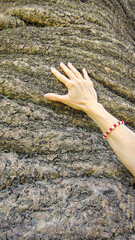 Woman hugging a large tree trunk