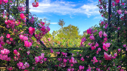 Rosedal del prado rose garden, montevideo, uruguay
