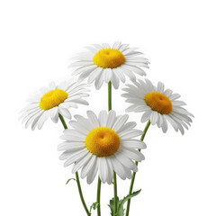 Fototapeta premium Four white daisies with yellow centers isolated on transparent background