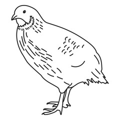 Detailed quail