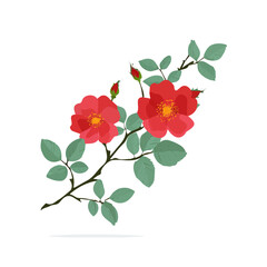 zara_ak_A_Simple_flat_2D_icon_of_a_wild_rose_branch_isolated, A Clipart set, an Attractive Minimalist illustration, a simple illustration with an EPS format design