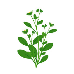 flat_2D_icon_chickweed_herb_isolated_on_a_white_Attractive Minimalist illustration, A clipart flat 2D icon, simple illustration with EPS format design