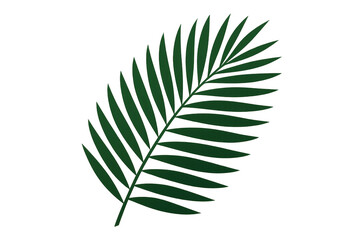 Green palm frond tropical graphic vector on transparent background for nature and summer designs