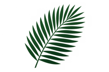Green palm frond tropical graphic vector on transparent background for nature and summer designs