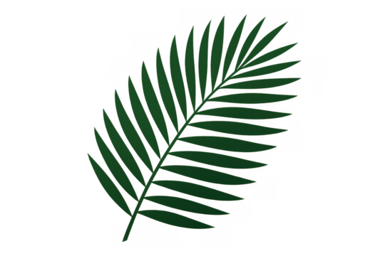 Green palm frond tropical graphic vector on transparent background for nature and summer designs - Powered by Adobe