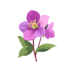 2D_icon_hellebore_flower_isolated_animation design, simple flat 2D icon, clipart, flat 2D vector, design by me. vector
