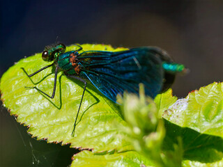 Ważka na liściu © Adam