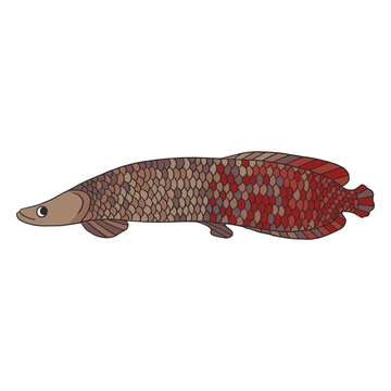 Colored arapaima fish
