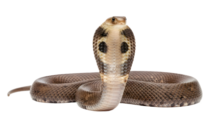 Large king cobra snake studio shot showing natural pattern isolated on transparent background dangerous reptile