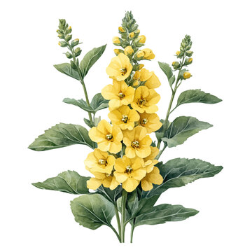 Verbascum Flower, beautiful watercolor illustration, isolated on a white background, soft and delicate colors.