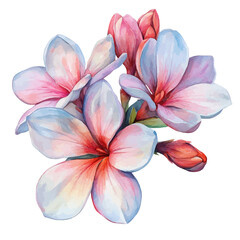 Fototapeta premium Tuberose Flower, soft and charming watercolor, isolated on a white background, delicate and elegant style.