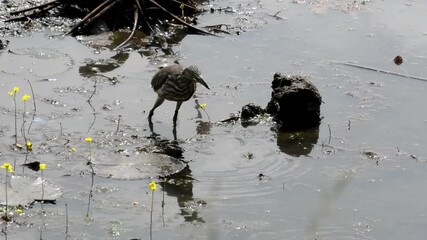 A water bird searching for food in a muddy field