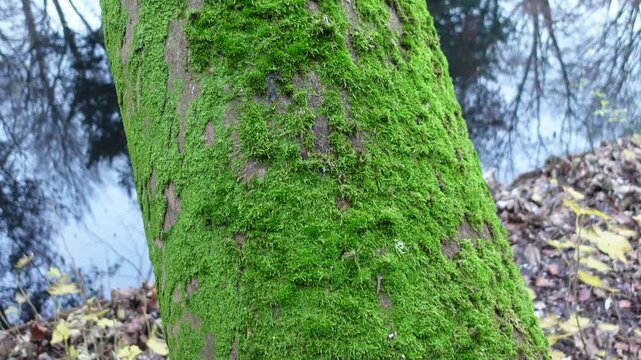 A closeup view of mosses, lichens, and algae growing on tree bark, showing the natural beauty and tiny details of forest life.