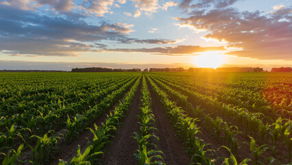 Golden Cornfield at Sunset with Dramatic Sky
