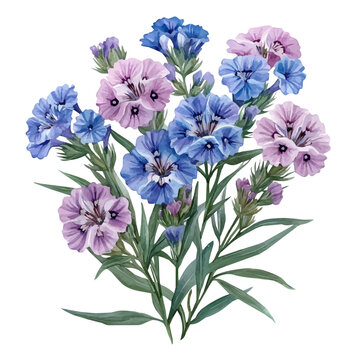 watercolor graphic of Sweet William Flower illustration, isolated on a white background.