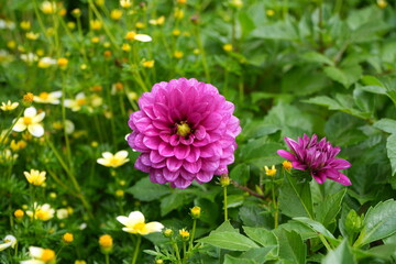 Obraz premium dahlia