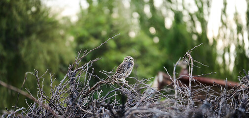 Toma horizontal de un búho vizcachero (Athene cunicularia) posado en la parte superior de un cúmulo de ramas y arbustos secos