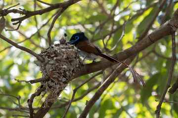 Paradise flycatcher nest high in tree. Mmale (longer tail) attending to his newly hatched chicks.