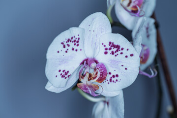 Fototapeta premium Delicate Orchid in Bloom