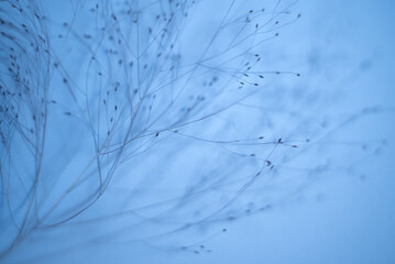 Blue background with bare branches, a minimalist winter evening decoration