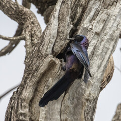 Burchell's starling at its nest feeding its newly hatched chicks