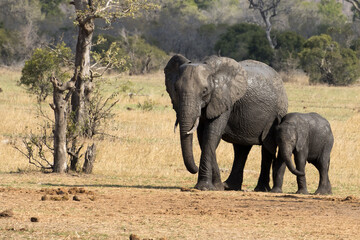 Elephant walking in the Kruger Park to get to water