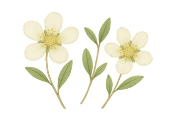 Obraz premium Watercolor white flowers illustration with green leaves and stems, creating delicate floral design on transparent background