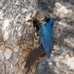 Burchell's starling at its nest feeding its newly hatched chicks
