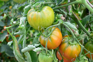Unripe Striped Tomatoes Maturing on the Vine close up