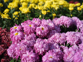 Obraz premium Pink and Yellow Chrysanthemums Blooming in an Autumn Garden