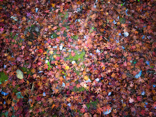 赤色に敷き詰められた綺麗な落ち葉