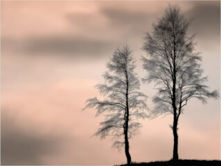 Obraz premium Delicate birch tree silhouette at sunset with soft pink sky and wispy clouds conveying calm