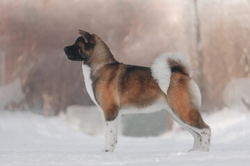 Purebred Akita in winter landscape, dense red and white coat contrasts snow, perfect side profile,...