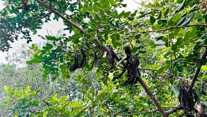 Horizontal Banner with Algarrobo Branch and Mature Carob Fruits