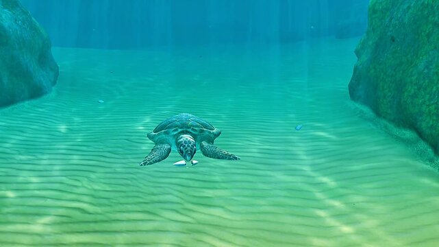 loggerhead sea turtle