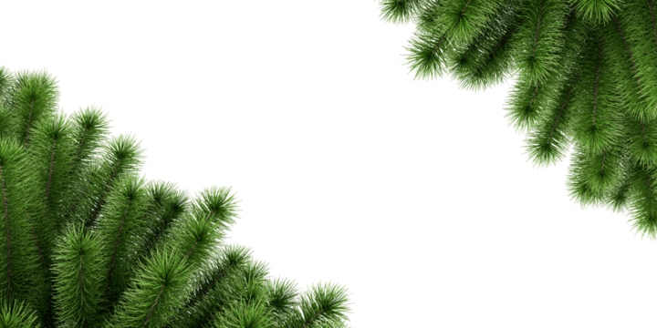 christmas tree branches frame isolated on white