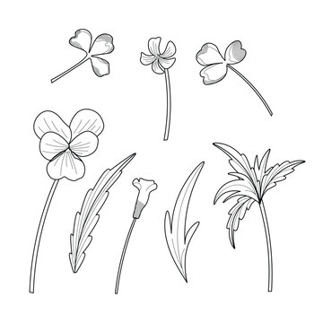 A floral set with violet flowers and oxalis leaves. A vector plant set on a white background. Flowers in a graphic style