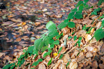 selective shot dry fall leaves and green leaves on the forest ground 