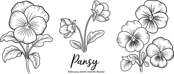 Hand drawn pansy flower line art collection, February birth month floral illustration for coloring book, tattoo design, wedding decor, clipart