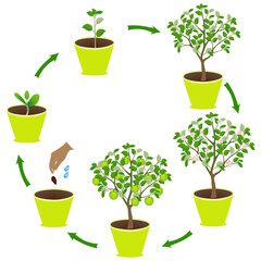 Life cycle of an apple in a pot on a white background..eps