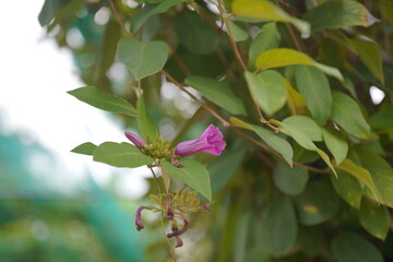 Close-up of a pink flower bud emerging among lush green leaves, capturing natural growth and delicate detail. Ideal for themes of botany, freshness, springtime, and garden beauty.